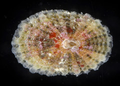 Diodora
