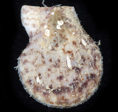 Laevichlamys cuneata