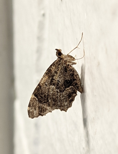 Guenée's Carpet Moth photo 4