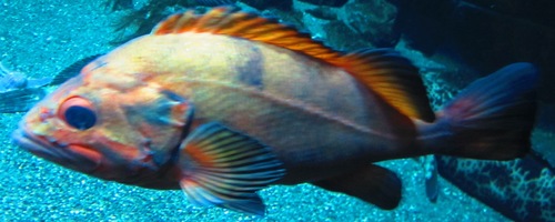 Sebastes melanostictus
