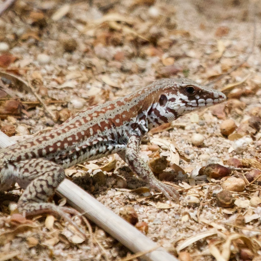 Cape Region Whiptail