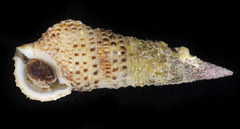 Cerithium traillii