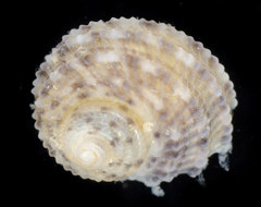 Hybochelus cancellatus