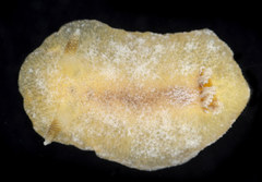 Geitodoris