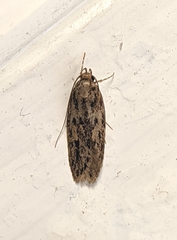 Hofmannophila