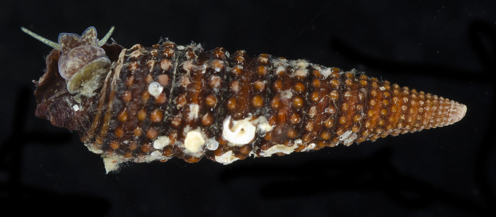 Coriophora fusca