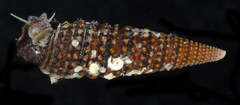 Coriophora fusca