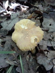 Cantharellus amethysteus