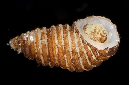 Stosicia annulata observed 2019-01-20