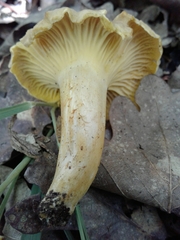 Cantharellus amethysteus
