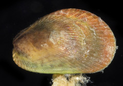 Musculus nana