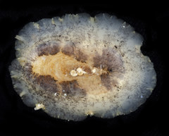 Scutus sinensis