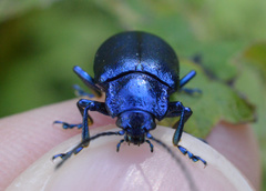 Oreina cacaliae