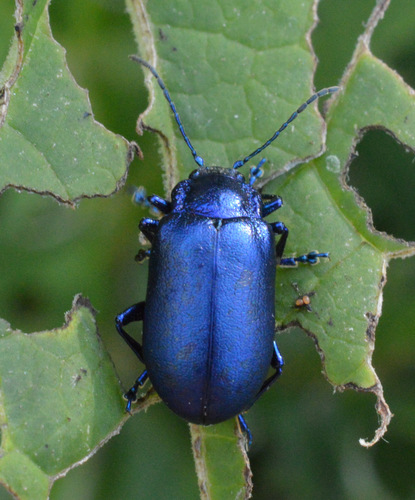 Chrysomèle de l'Adénostyle