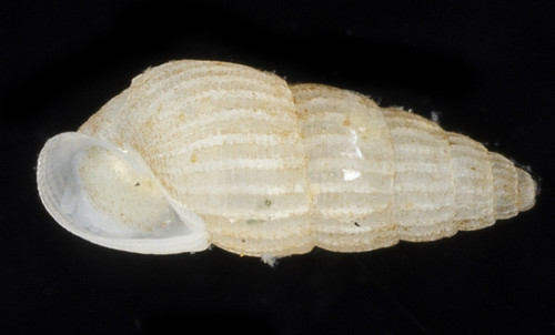Stosicia annulata observed 2019-01-20