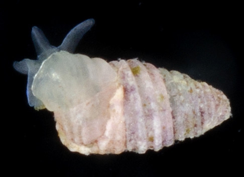 Oscilla