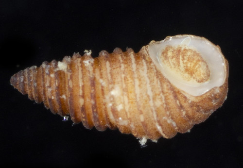 Stosicia annulata observed 2019-01-20