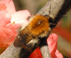 Bombus pascuorum
