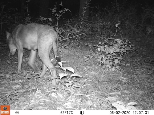 Coyote photographed in Delaware