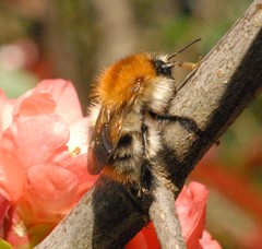 Bombus pascuorum