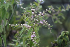 Lepidaploa canescens