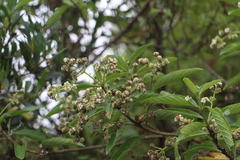 Lippia hirsuta