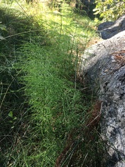 Equisetum sylvaticum