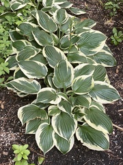 Hosta