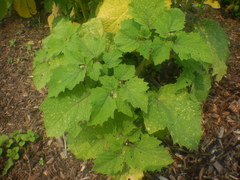 Physalis grisea