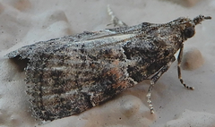 Satole ligniperdalis