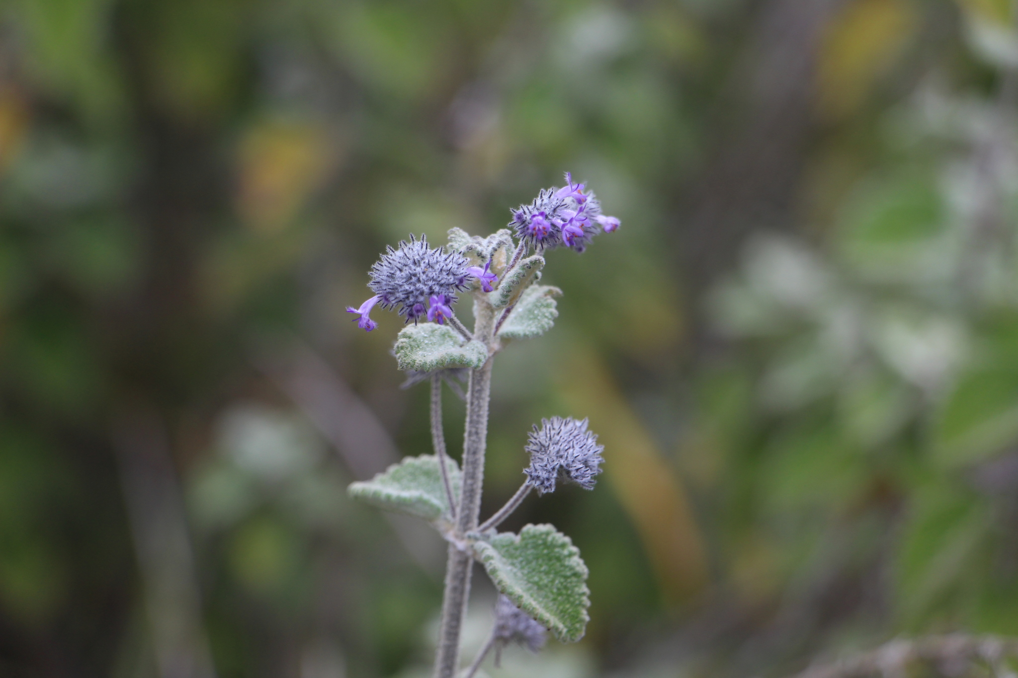 Mesosphaerum perbullatum