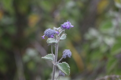 Mesosphaerum perbullatum