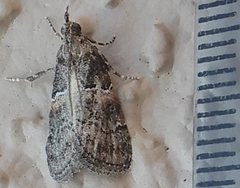 Satole ligniperdalis