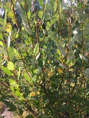 Salix