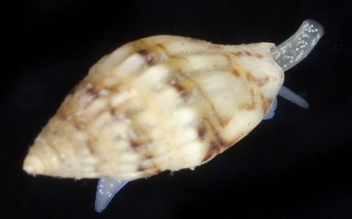 Zafra troglodytes observed 2019-01-22