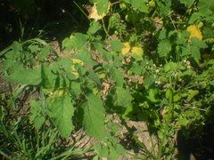 Physalis grisea