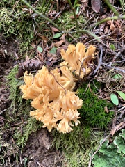 Ramaria flava
