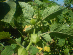 Physalis grisea