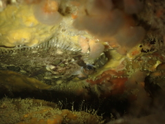 Zeugopterus punctatus