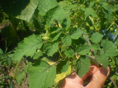 Physalis grisea