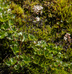 Micranthes nelsoniana