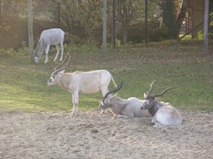 Addax nasomaculatus