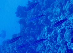 Caesio striata