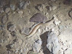 Chalcides boulengeri