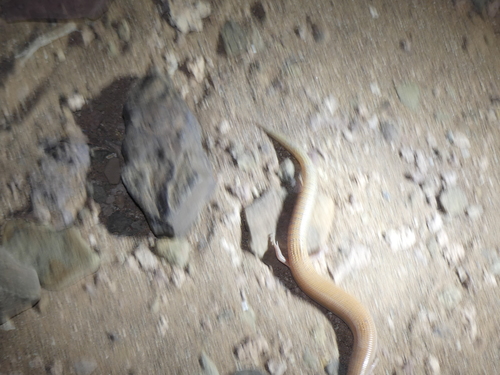 Chalcides boulengeri