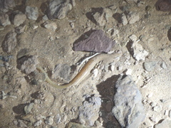 Chalcides boulengeri