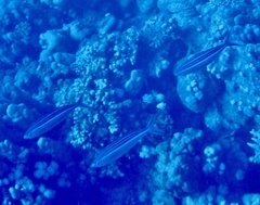 Caesio striata