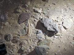 Chalcides boulengeri