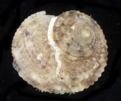 Hybochelus