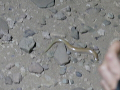 Chalcides boulengeri